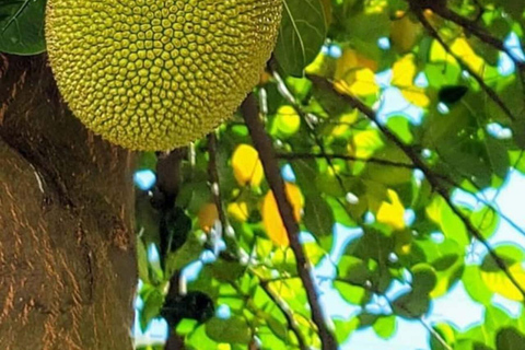 Farma przypraw, Stone Town, Prison Island i piaszczysta łacha NakupendaWYCIECZKA PRYWATNA BEZ ODBIORU Z HOTELU I TRANSPORTU POWROTNEGO