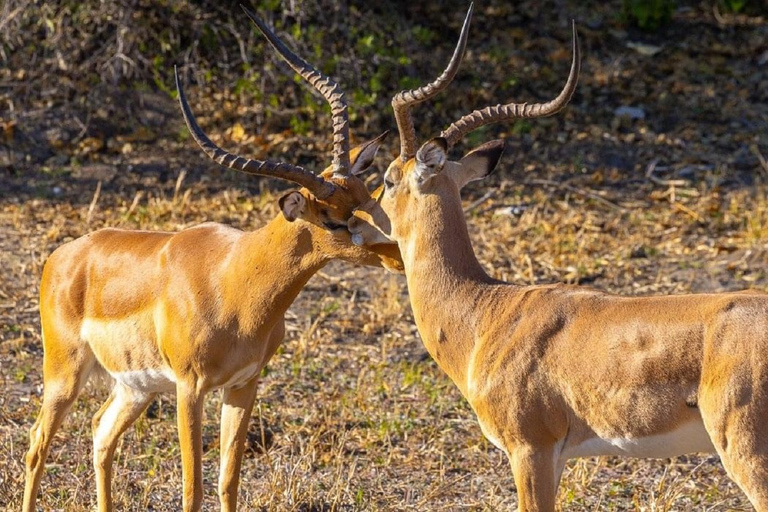 Arusha National Park Tagestour