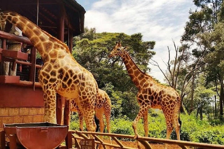 Nairobi: Karen Blixen Museum and Giraffe Center Tour