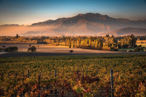 Viña Haras de Pirque Wine Experience