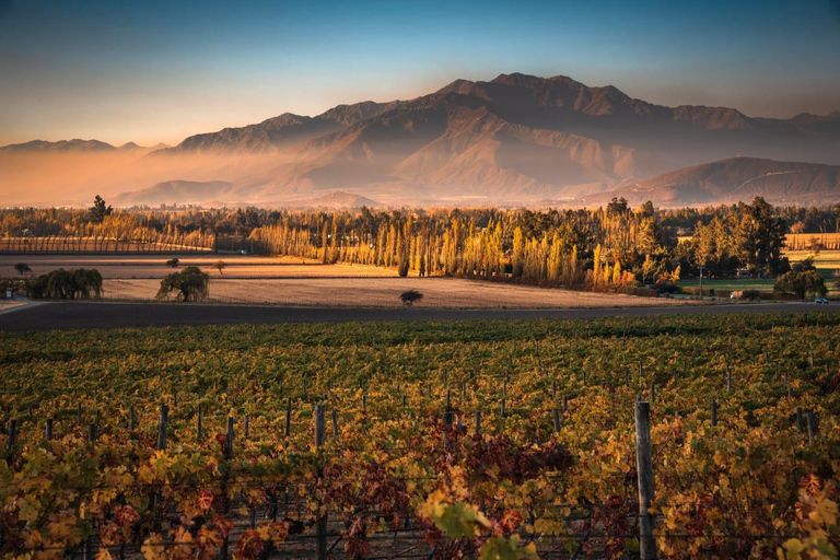 Viña Haras de Pirque Wine Experience