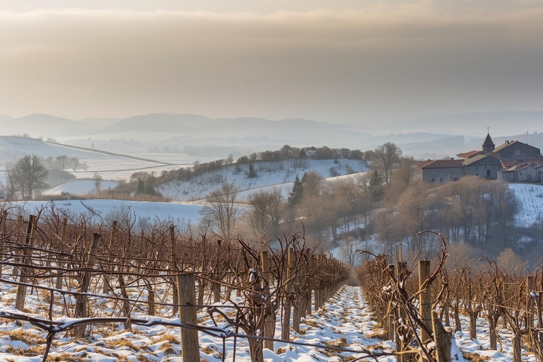 Spring Time Vineyards Milan’s Perfect Wine Tasting & Lunch