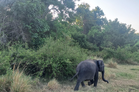 Från Dambulla: Minneriya nationalpark vild jeepsafari