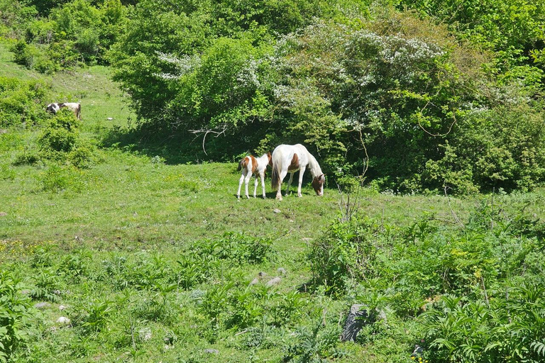 From Baku: Hidden Garanohur Lake Forest Trek
