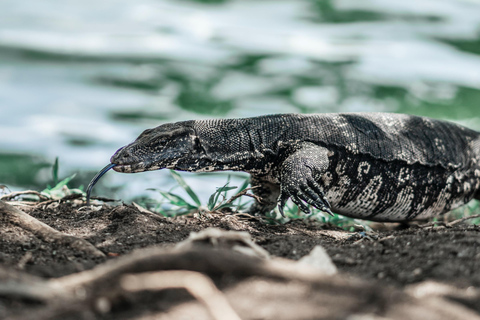 Bentota dorpstour, riviersafari met Westcoast