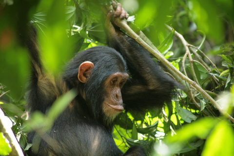 From Kigali: Nyungwe National Park 2-Day Tour with Zipline 2 Day Chimpanzee Trek, Canopy Walk, Zipline & Waterfall Tour