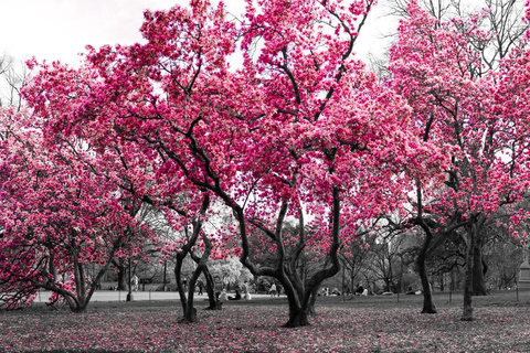NYC : Visite guidée de Central Park (EN FRANÇAIS UNIQUEMENT)New York : visite guidée de Central Park (en français uniquement)