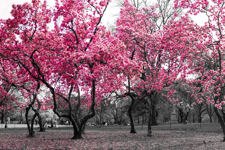 NYC : Visite guidée de Central Park (EN FRANÇAIS UNIQUEMENT)New York : visite guidée de Central Park (en français uniquement)