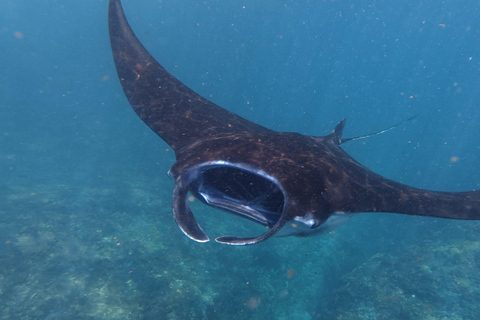 Nusa Penida: Manta Ray Snorkeling & Turtle Sanctuary