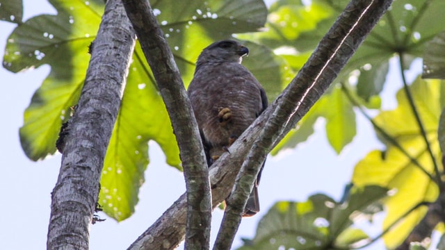 Punta Cana: Ojos Indígenas Ecological Reserve Tour