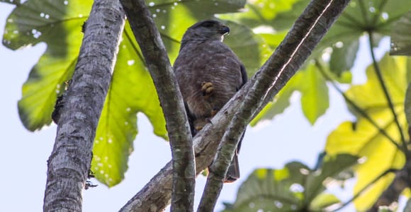 Punta Cana: Ojos Indígenas Ecological Reserve Tour