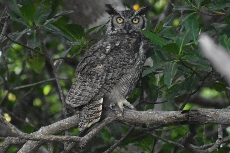 birdwatching in the nearby savannah of Palenque Birdwatching in the nearby savannah of Palenque