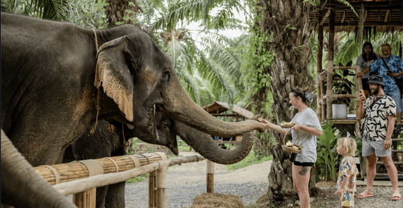 Khao Sok: 1-Hour Elephant Viewing Walk & Vitamin Ball Making
