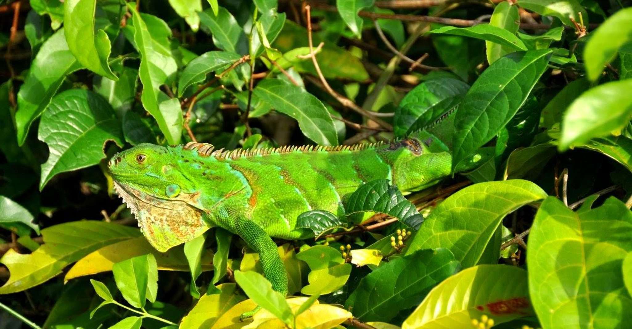 Tortuguero, Canoe Tour and Wildlife Spotting - Housity