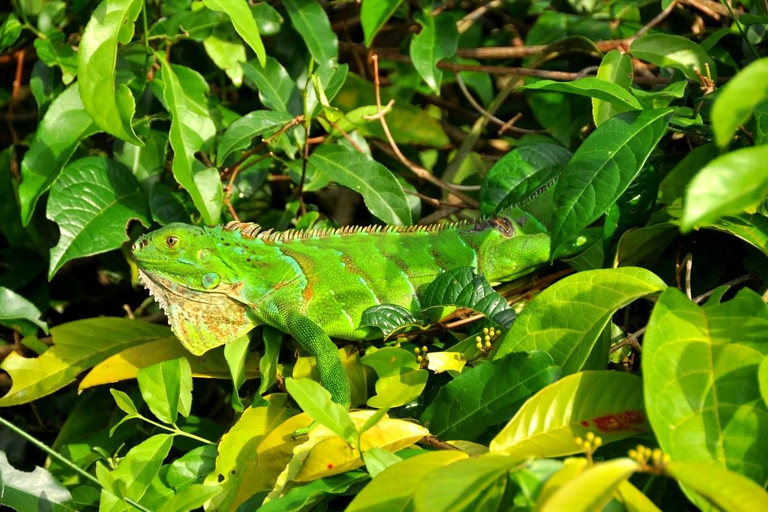 Tortuguero: Passeio de canoa e observação da vida selvagem