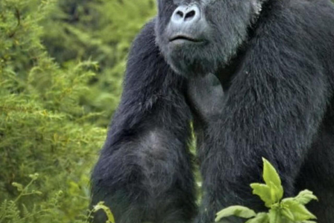 From Entebbe: 7-Day Uganda Safari with Gorilla Trekking