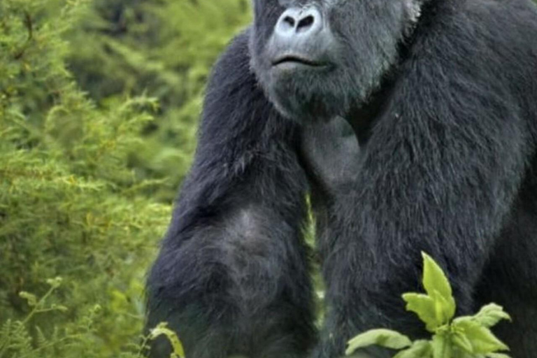 From Entebbe: 7-Day Uganda Safari with Gorilla Trekking