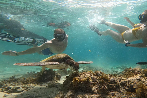 Cebu: Moalboal Island Hopping Paradise, Sardines Run