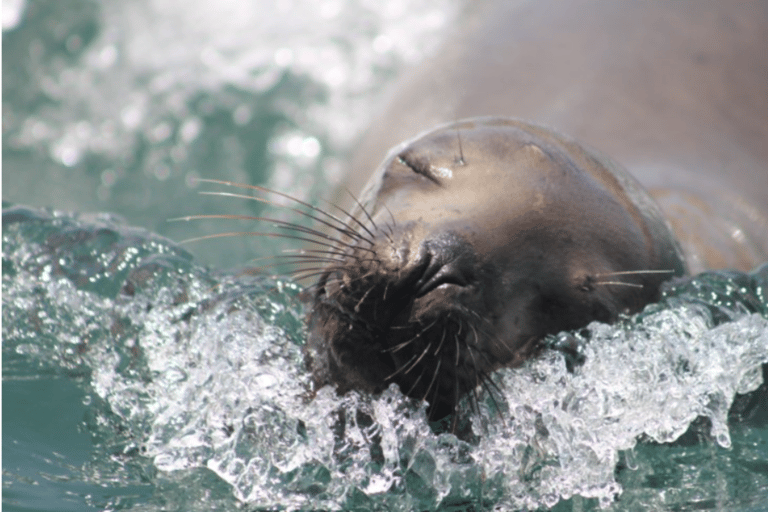 Lima: Palomino Islands Private Tour & Sea Lions + Pick-Up