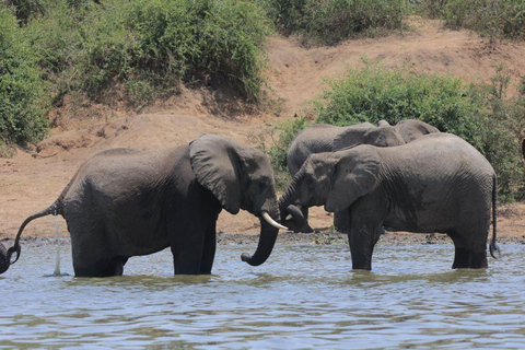 Zachodnia Uganda; Safari z gorylami, Szympansami i Wielką Piątką