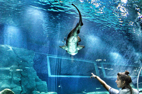 Découvrez AquaRio et le Boulevard Olympique : Vie marine et art