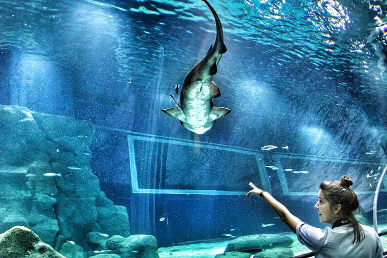 Découvrez AquaRio et le Boulevard Olympique : Vie marine et art