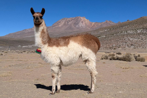 阿雷基帕：科尔卡峡谷2日游，含3小时徒步旅行阿雷基帕：科尔卡峡谷2天徒步之旅（含3小时徒步）