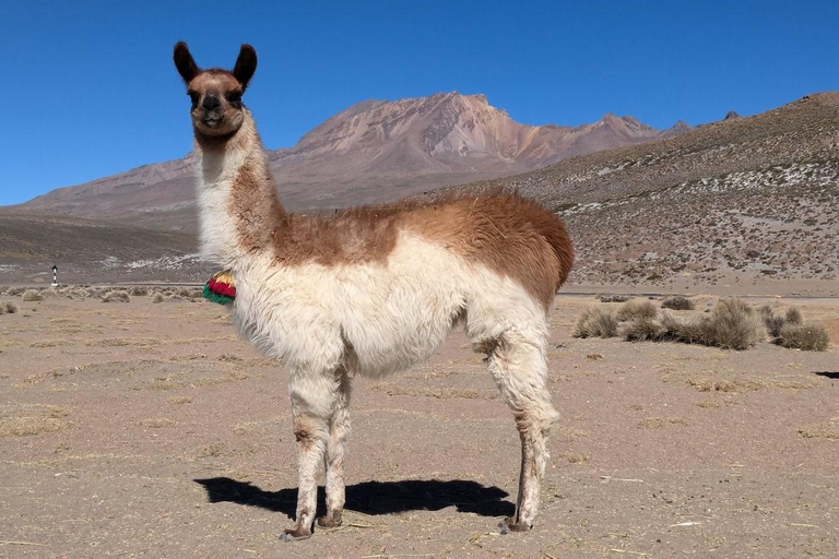 阿雷基帕：科尔卡峡谷2日游，含3小时徒步旅行阿雷基帕：科尔卡峡谷2天徒步之旅（含3小时徒步）