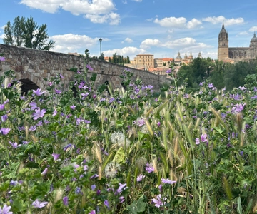 Madrid: Tour of the medieval jewels of Avila and Salamanca
