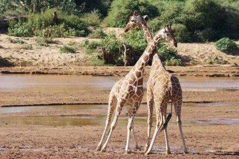 2 days 1 night saltlick safari from Diani/Mombasa.