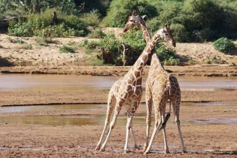 2 days 1 night saltlick safari from Diani/Mombasa.