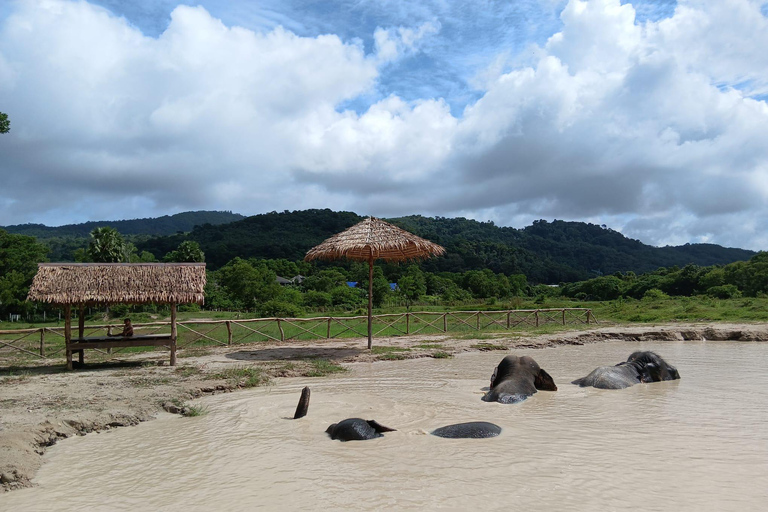 Phuket: Reserva de elefantes Freedom - Paseo por la naturaleza etéreaPhuket: Tour por la reserva natural Freedom Elephant Reserve con paseo y alimentación de elefantes