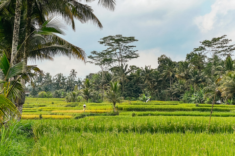 Bici con terrazze di riso e pranzo: tour da Ubud