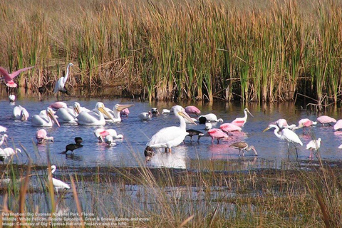 Tour di mezza giornata delle Everglades in motoscafo e trasporto