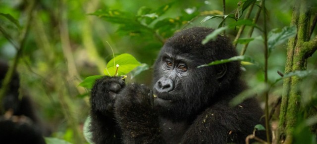Visit 3 days gorilla trekking and lake Bunyonyi relaxation in Kabale