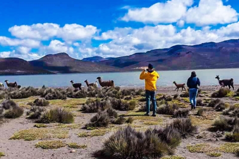 Arequipa: Excursion to Salinas Lagoon