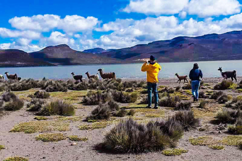 Arequipa: Excursion to Salinas Lagoon