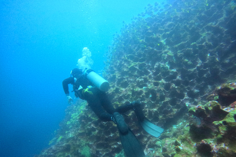 Descubrimiento de Galápagos EXPERIENCIA DE BUCEO DE UN DÍA