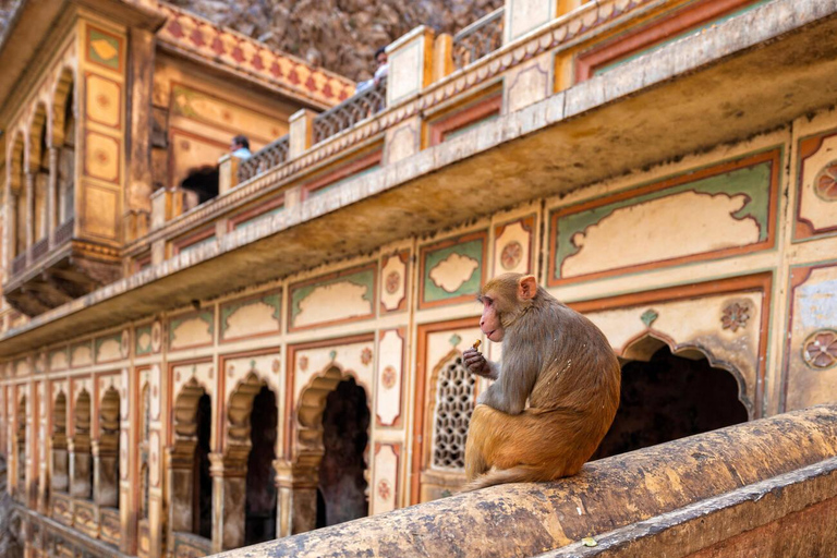 Jaipur: Heritage Forts & Palaces Tour with Monkey Temple Private Car with a Guide and Monument Entry Tickets