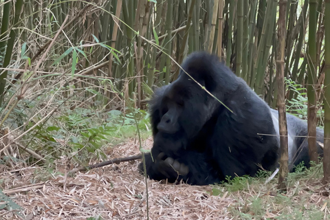 3-daagse gorillatrektocht Mgahinga Gorilla NP Oeganda via Rwanda