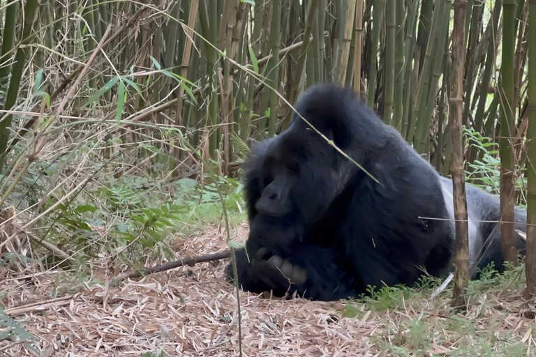 Passeio de 3 dias ao Gorila Mgahinga Gorilla NP Uganda via Ruanda