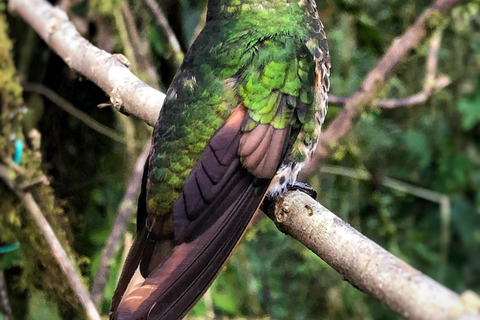 Quito: Authentic Cloud Forest Experience