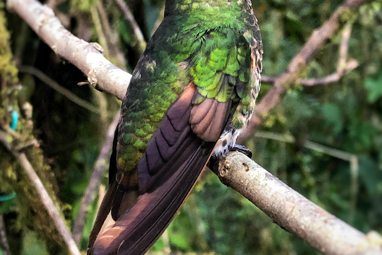 Quito: Authentic Cloud Forest Experience