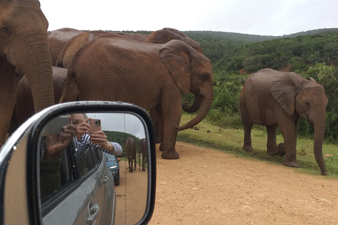 Safari en voiture