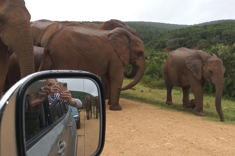 Safari en voiture