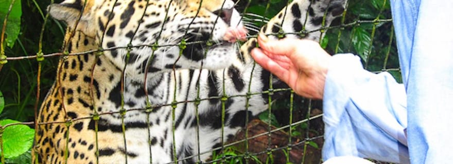 San Pedro : Zoo du Belize et descente en bouée sur la Cave River