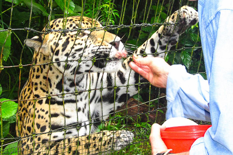 San Pedro: Belize Zoo &amp; Cave River Tubing