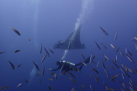 Phuket/Khao Lak: Similan Scuba Dive Day Trip by Speedboat MV Wave Rider | Surin Islands and Richelieu Premium 2-Dive