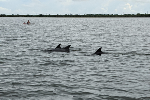 Orlando : Aventure en kayak ou en paddle board à la rencontre des dauphinsTour des dauphins