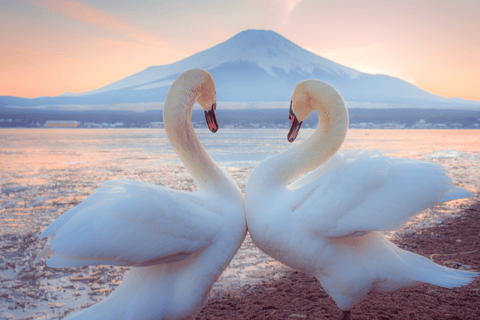 Tokyo: Mt. Fuji Tour, Hakone Ropeway, Owakudani, Lake Ashi Mt. Fuji Day Tour--Departure From Tokyo Station 8:00am